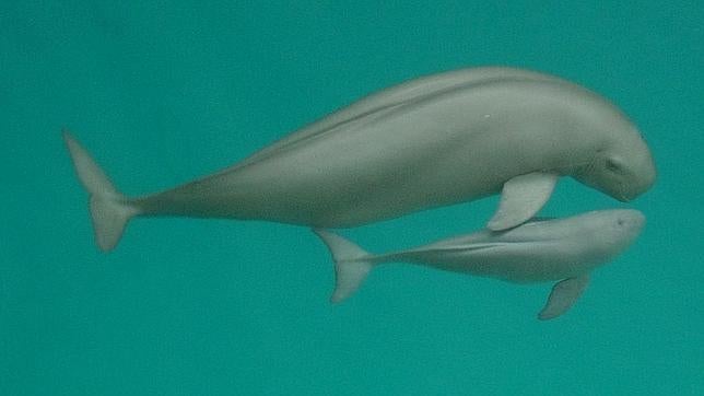 Declaran «Extintas» tres especies