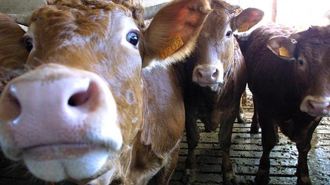 La leche «ecológica» es más pobre en yodo que la convencional