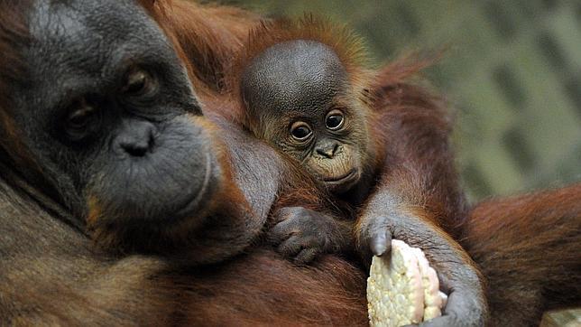 Descubren que los simios tienen más diversidad genética que los humanos