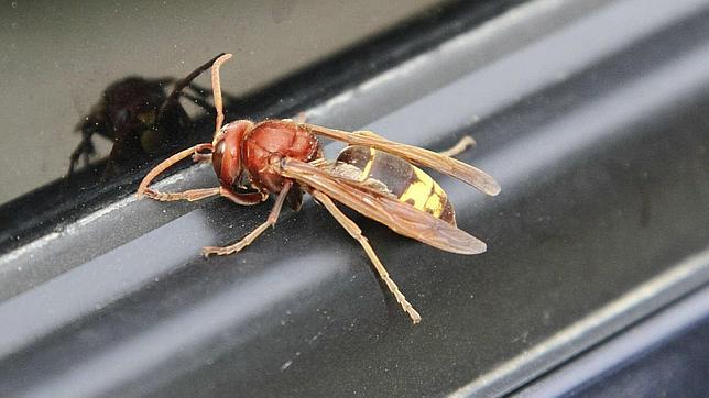 La avispa oriental invasora llega a España