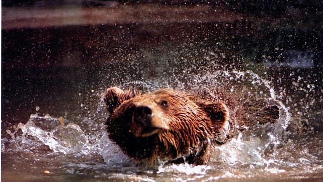 La Comisión Europea concede un nuevo proyecto Life+ a la Fundación Oso Pardo