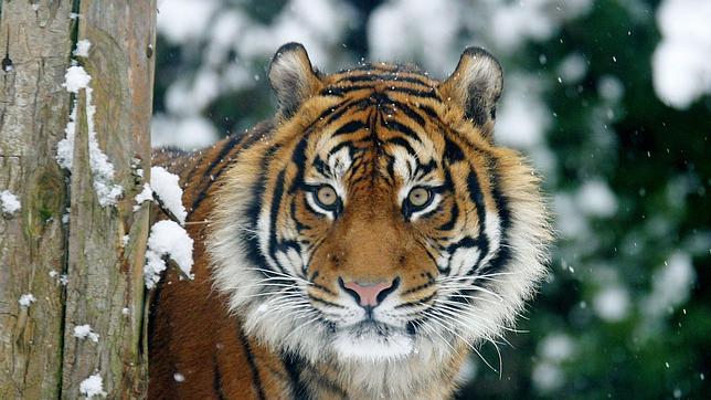 Cinco hombres cercados por tigres llevan días encaramados a un árbol