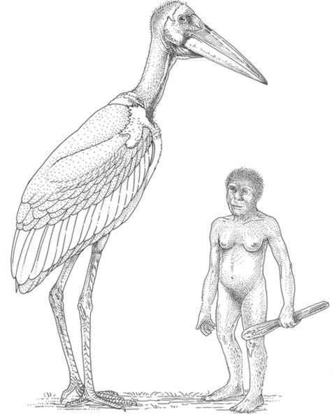 Los pájaros gigantes que piaban al hombre de Flores