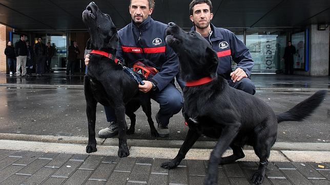 Desarrollan un dispositivo para mejorar la comunicación entre perros y humanos