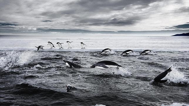 Rusia veta la creación de la mayor reserva marina del mundo en el mar de Ross
