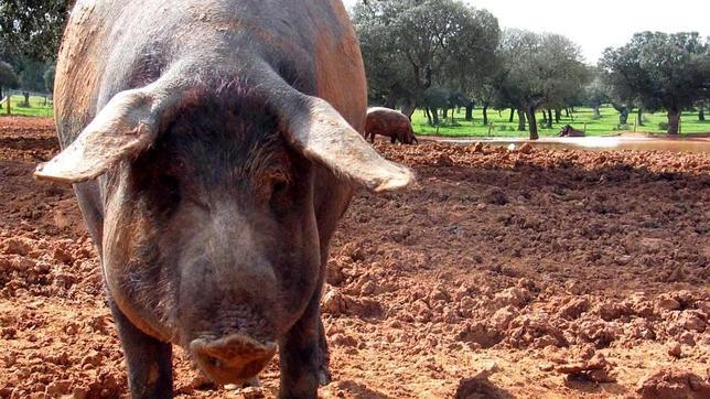 Los restaurantes de Ikea en Bélgica sólo servirán carne de «cerdos felices»