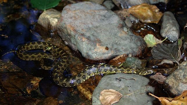 Una serpiente de agua en Madrid Río alarmó a los vecinos de Carabanchel
