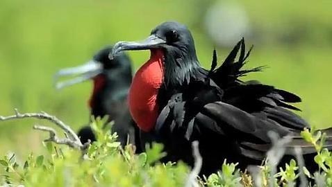 Las ratas «devoran» un atolón del Pacífico