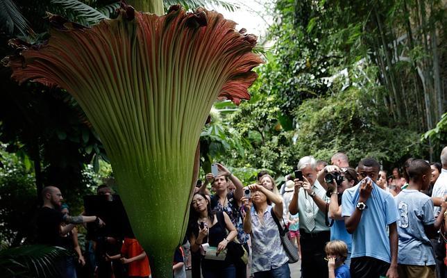 La gigantesca flor cadáver, la más maloliente del mundo