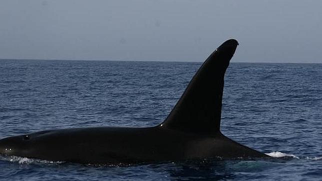 Primer avistamiento de orcas cazando zifios en aguas de La Palma