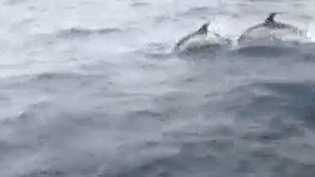 Delfines, el atractivo sorpresa de las playas gallegas