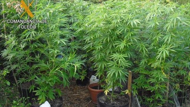 Dos detenidos con 45 plantas de marihuana en Calera y Chozas