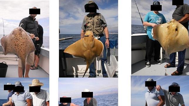 Capturados y fotografiados, y de vuelta al mar... muertos