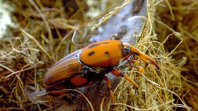 España es uno de los tres únicos países europeos con regulación sobre especies invasoras