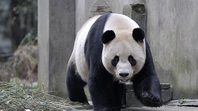 La oso panda del zoo de Edimburgo podría estar embarazada
