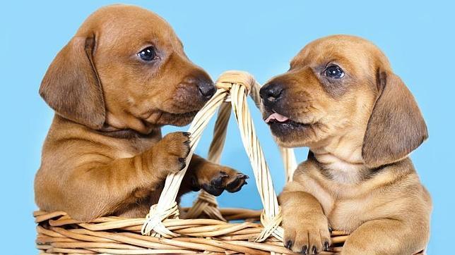 En casos de agresión, sentimos más empatía por los perros que por los adultos