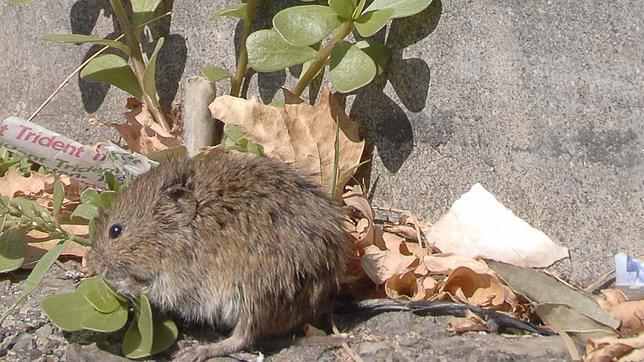 Las plagas de topillo se repiten cada lustro por un cambio en los usos del suelo