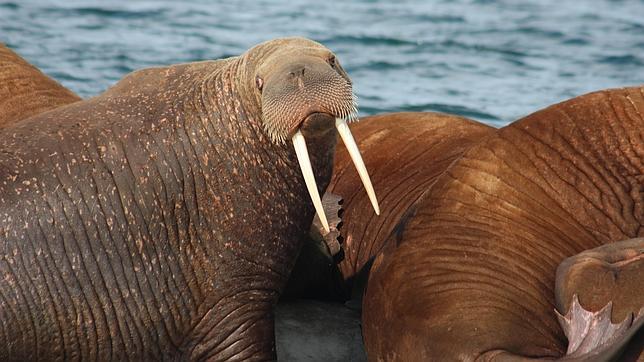 Desentrañando los misterios del Ártico
