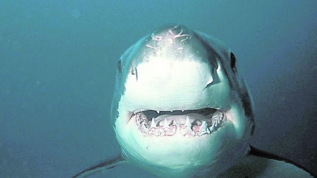 Cerrada cinco horas una playa de Cádiz por la presencia de un tiburón de dos metros