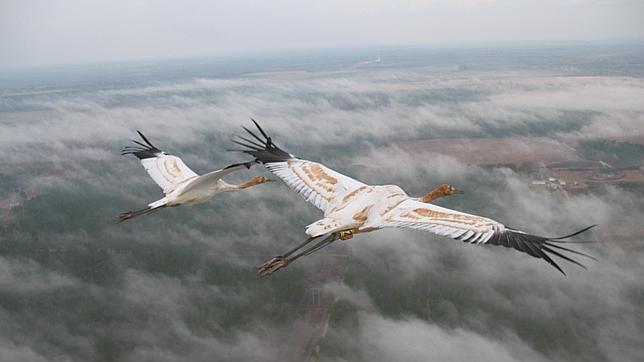 Las aves aprenden a emigrar