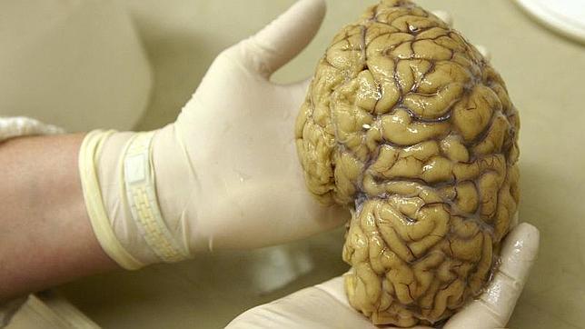 Descubren la clave para reducir los olvidos