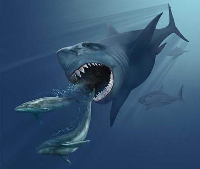 Hallan en Canarias restos del megalodón, el tiburón más grande de la historia
