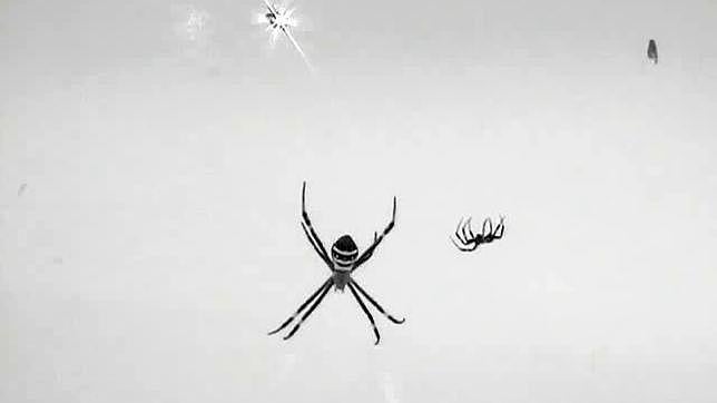 Un baile largo y lento evita ser comido tras el sexo