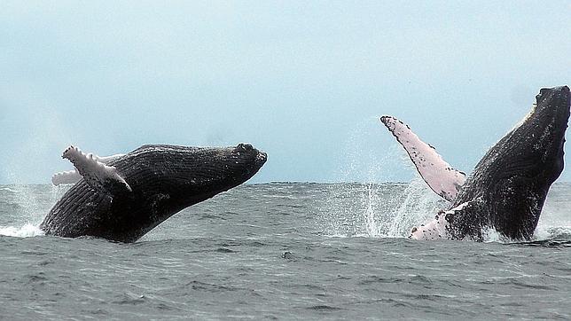 Ballenas jorobadas