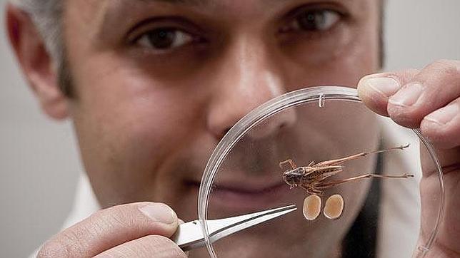 Un investigador muestra un ejemplar del saltamontes junto a sus testículos en una placa