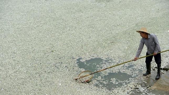 180 toneladas de peces muertos por un vertido de amoniaco a un río en China