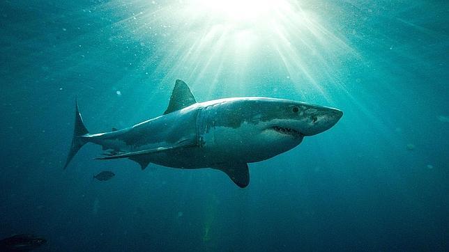 Tiburón blanco