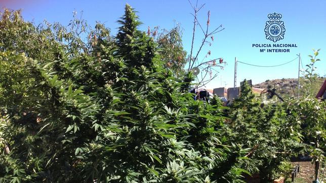 Desmantelan un laboratorio de marihuana, con 50 kilos de plantas de cannabis