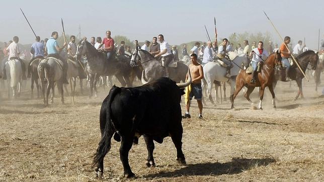 Profesores de Universidad, con los «valores» del Toro de la Vega