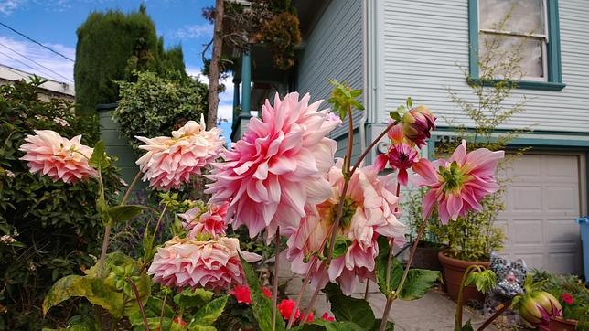 Nokia Lumia 1020, su poder está en la imagen