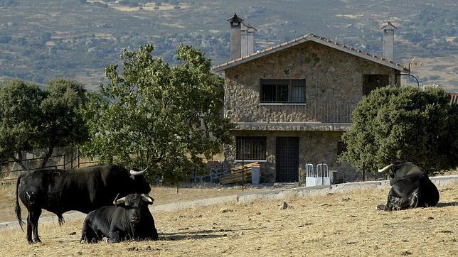La caldereta de toro de lidia, plato típico de la sierra madrileña