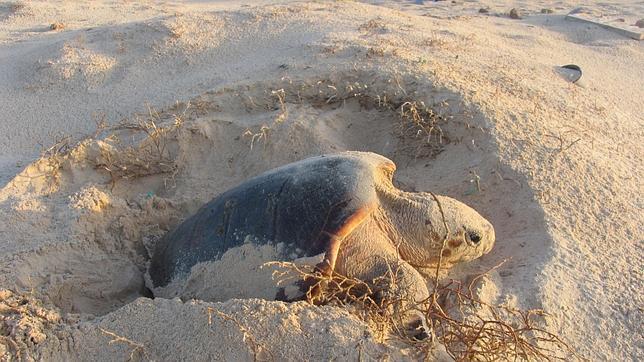 Honduras propondrá que el golfo de Fonseca sea declarado sitio Ramsar para proteger a la tortuga marina