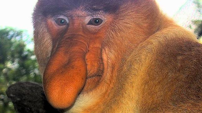 El mono narigudo habita en la isla de Borneo
