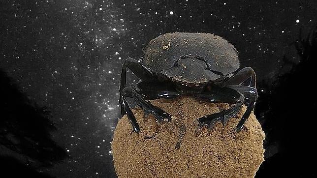 El escarabajo pelotero africano, sobre su pelota de estiércol