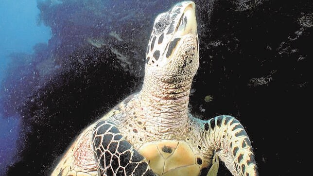 La reaparición de la tortuga carey en el golfo de Fonseca, una incógnita científica
