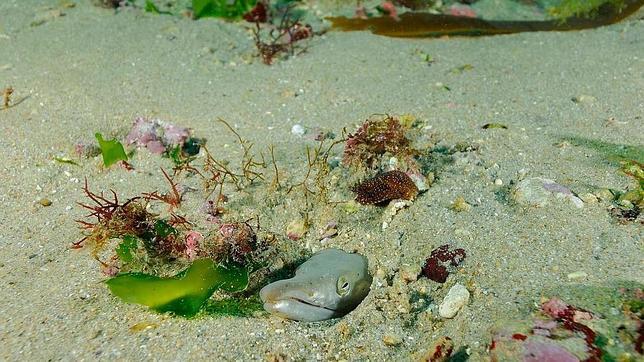 Oceana cumple diez años en Europa