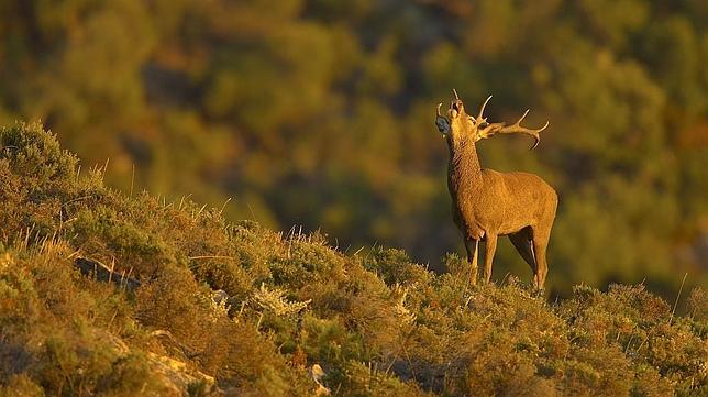 La España mágica donde asistir al espectáculo de la berrea