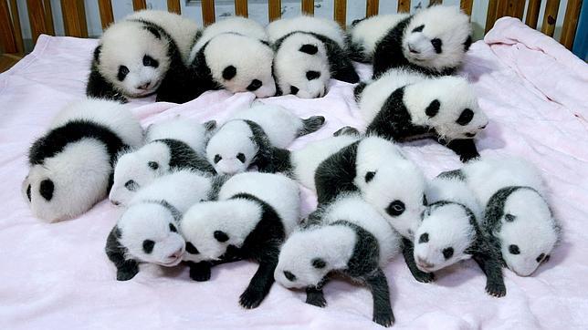 Presentación oficial en China de las crías de oso panda que ha «traído» el verano