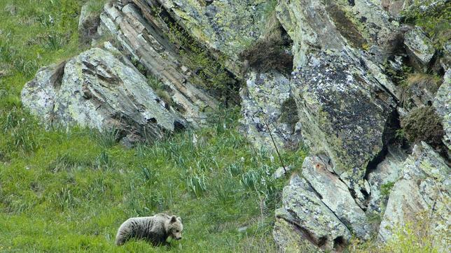 Un festín de frutos para mejorar el hábitat del oso pardo