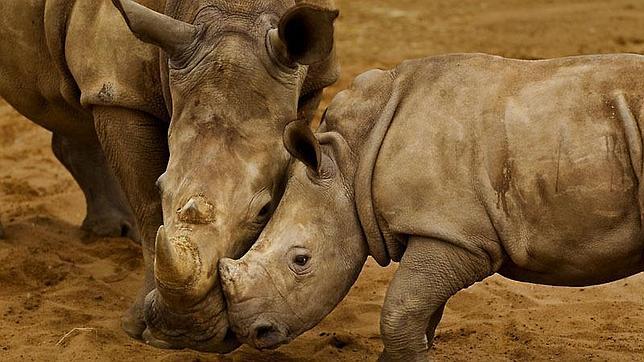 Récord de rinocerontes abatidos en Sudáfrica en 2013: 688