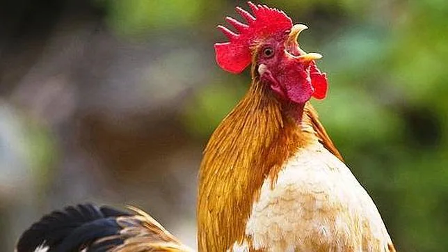 Un vecino lleva a otro a juicio porque sus gallos le estresan