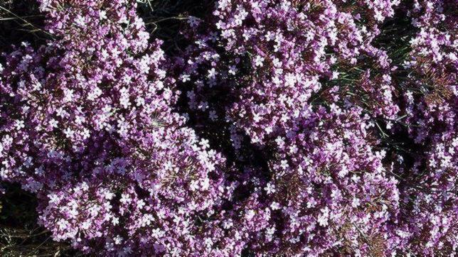 Limonium