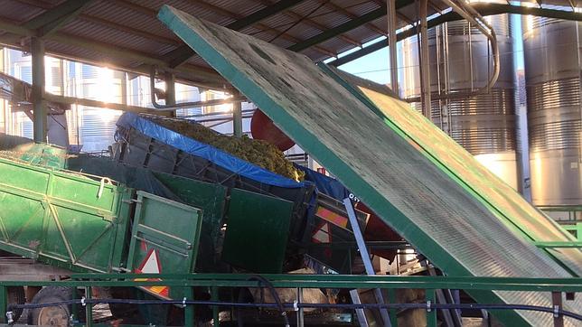 Un día de vendimia desde dentro de una Cooperativa de vino