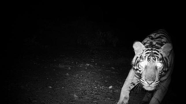 Nace el primer tigre de sumatra en 17 años en el zoo de Londres