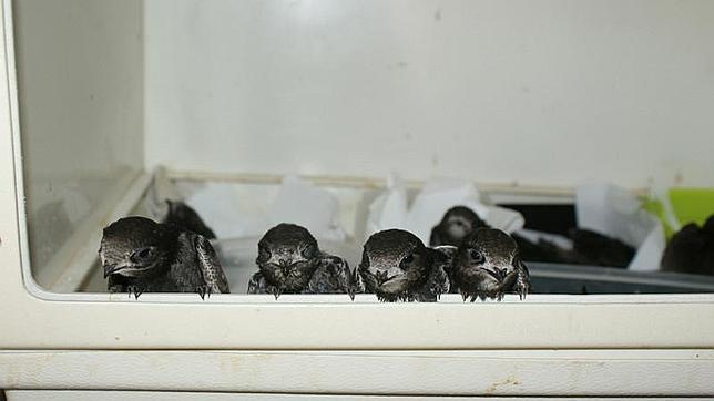 Casi 1.600 animales silvestres huérfanos pasaron por el «hospital» durante la temporada de cría