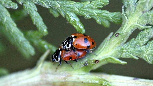 Sexo más rápido en previsión de tormentas